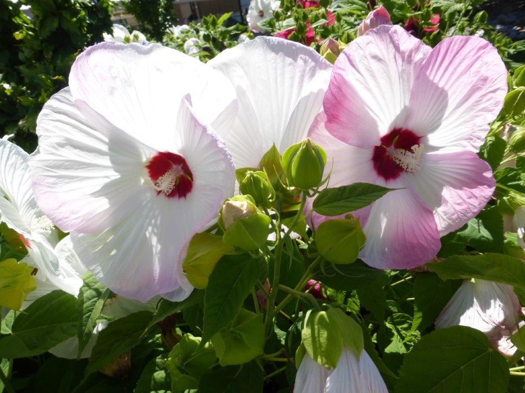 Ontwikkelgesprek Wit roze bloemen